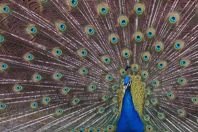 Free download peacock pen plumage bird colorful free picture to be edited with GIMP free online image editor