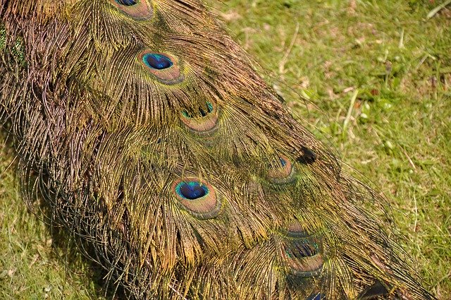 Kostenloser Download Peacock Pen Tail - kostenloses Foto oder Bild zur Bearbeitung mit GIMP Online-Bildbearbeitung