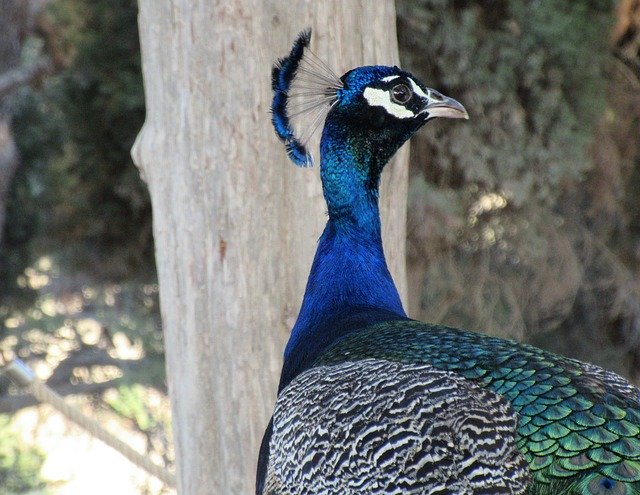 Download gratuito Peacock Portrait Bird - foto o immagine gratis da modificare con l'editor di immagini online di GIMP