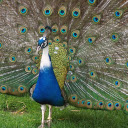 Peacock spreading its tail  screen for extension Chrome web store in OffiDocs Chromium