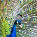 Peacock Spreading Wings  screen for extension Chrome web store in OffiDocs Chromium