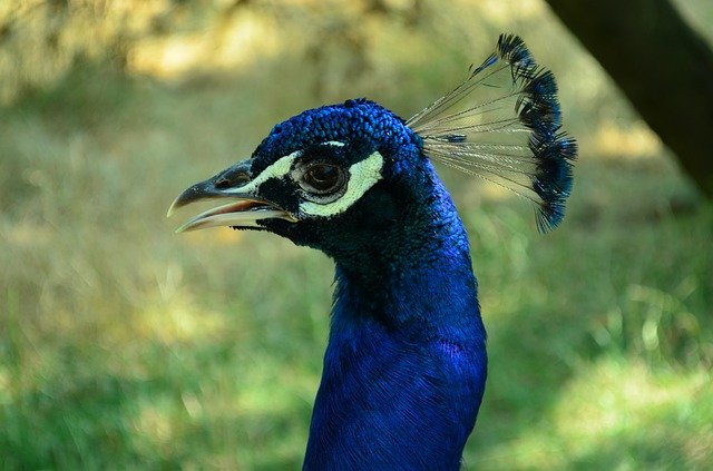 Free download Peacock Zoo Anima -  free photo or picture to be edited with GIMP online image editor