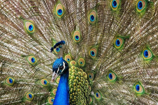 Free download peafowl peacock background colorful free picture to be edited with GIMP free online image editor