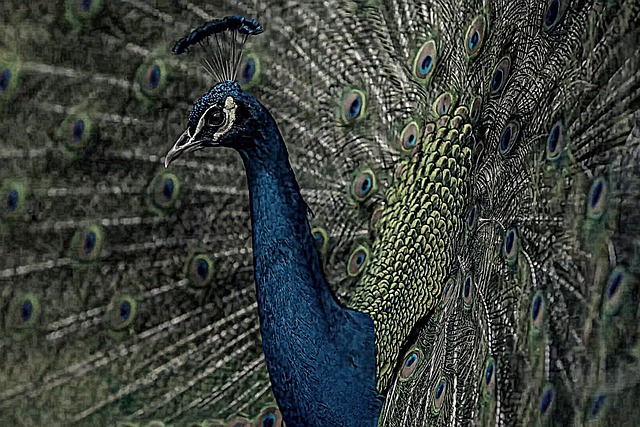 Free download peafowl peacock bird feathers free picture to be edited with GIMP free online image editor