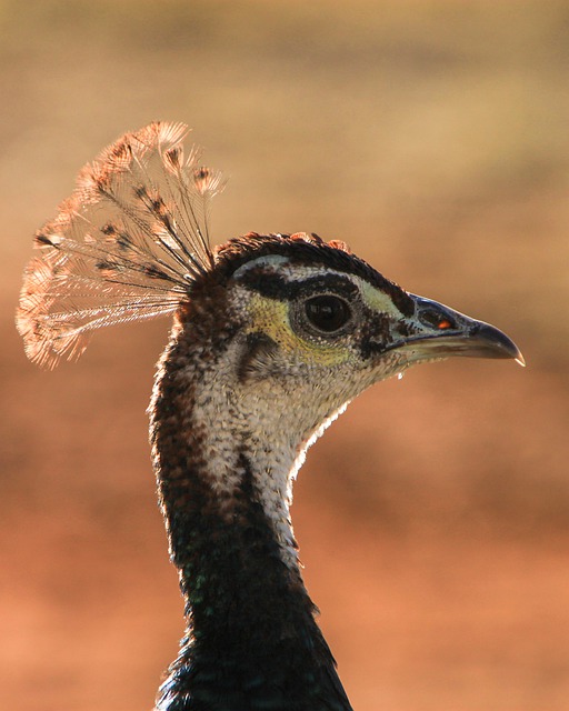 Free download peafowl peacock bird head feathers free picture to be edited with GIMP free online image editor