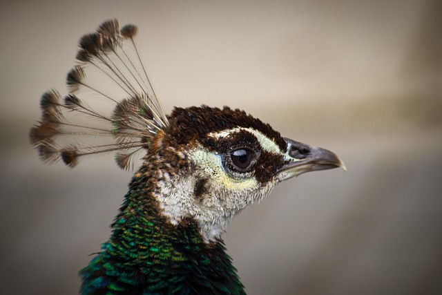 Free download peafowl peacock head bird feathers free picture to be edited with GIMP free online image editor