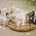 Peanuts and kittens  screen for extension Chrome web store in OffiDocs Chromium