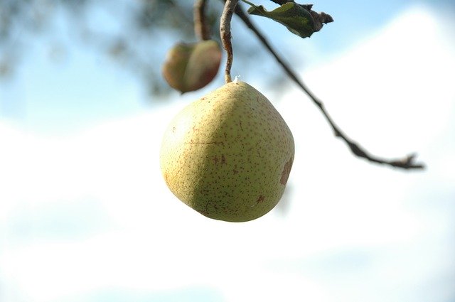 Unduh gratis Pear Autumn Fruit - foto atau gambar gratis untuk diedit dengan editor gambar online GIMP