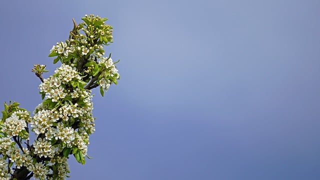 Free download pear blossom pear tree blossoms free picture to be edited with GIMP free online image editor
