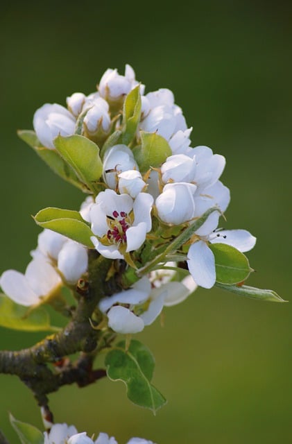 Free download pear blossom white flowers blooms free picture to be edited with GIMP free online image editor