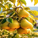 Pear cluster wallpaper  screen for extension Chrome web store in OffiDocs Chromium