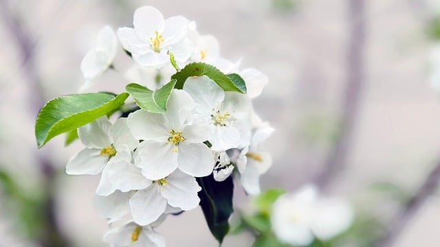 Free download pear flower white free picture to be edited with GIMP free online image editor