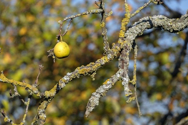 Muat turun percuma Pear Fruit Autumn - foto atau gambar percuma untuk diedit dengan editor imej dalam talian GIMP