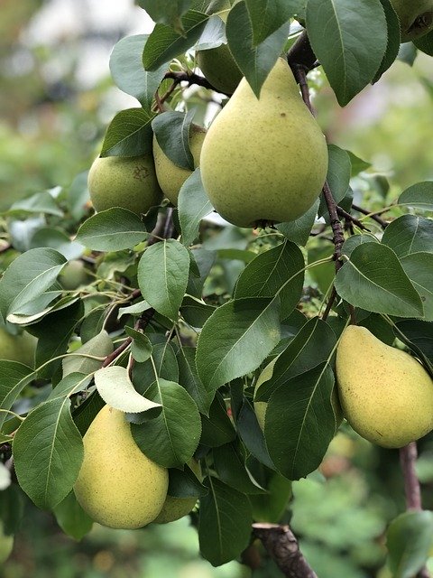 Free download Pear Fruit Tasty -  free photo or picture to be edited with GIMP online image editor