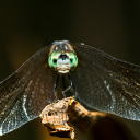 Pearl eyed dragonfly  screen for extension Chrome web store in OffiDocs Chromium