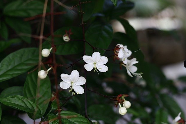 Free download Pearl Flower White -  free photo or picture to be edited with GIMP online image editor