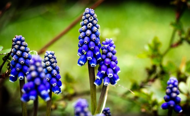 Free download pearl hyacinths flower nature blue free picture to be edited with GIMP free online image editor
