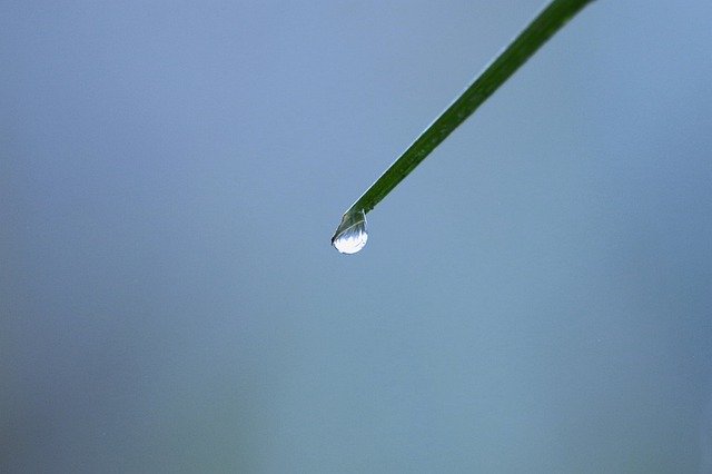 Muat turun percuma Pearls Drops Dew - foto atau gambar percuma untuk diedit dengan editor imej dalam talian GIMP