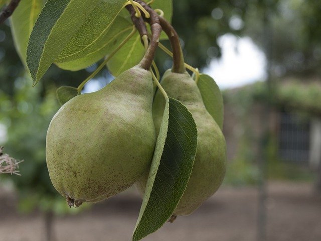 Free download Pear Pears Peral Fruits Of -  free free photo or picture to be edited with GIMP online image editor