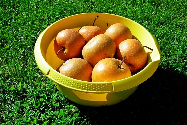 Descarga gratuita Pears Asian Fruit: foto o imagen gratuita para editar con el editor de imágenes en línea GIMP