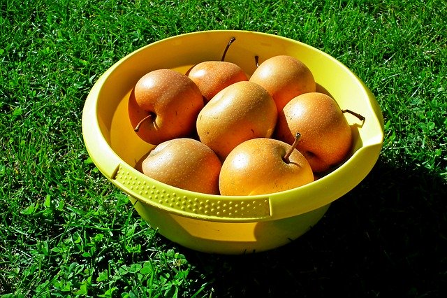 Gratis download Pears Asian Fruit - gratis foto of afbeelding om te bewerken met GIMP online afbeeldingseditor