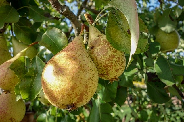 Unduh gratis Pears Fruit Pear - foto atau gambar gratis untuk diedit dengan editor gambar online GIMP