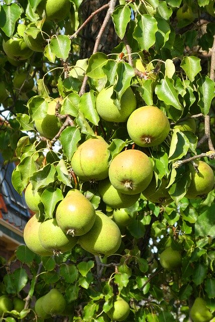 Bezpłatne pobieranie Pears Fruits Food - bezpłatne zdjęcie lub obraz do edycji za pomocą internetowego edytora obrazów GIMP