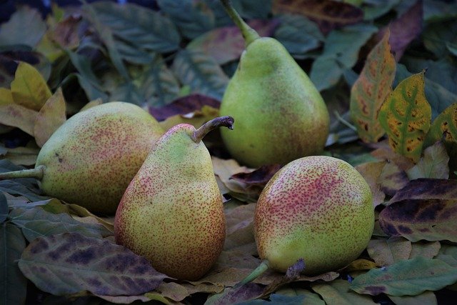 Free graphic pears leaves fruit fallen leaves to be edited by GIMP free image editor by OffiDocs