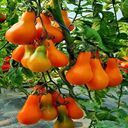 pear tomato wallpaper  screen for extension Chrome web store in OffiDocs Chromium