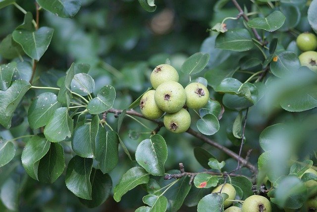 Kostenloser Download Pear Tree Wild Summer - kostenloses Foto oder Bild zur Bearbeitung mit GIMP Online-Bildbearbeitung