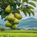 pear wallpaper  screen for extension Chrome web store in OffiDocs Chromium