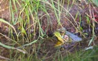 Free download Peek-a-Boo Amphibian free photo or picture to be edited with GIMP online image editor