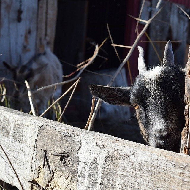 Muat turun percuma Peek-A-Boo Goat Pygmy - foto atau gambar percuma untuk diedit dengan editor imej dalam talian GIMP