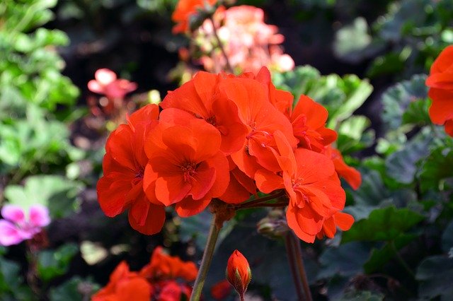 Free download Pelargonium Flower Bed Holiday -  free photo or picture to be edited with GIMP online image editor