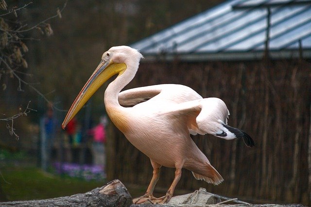 הורדה חינם Pelican Animal Tier - תמונה או תמונה בחינם לעריכה עם עורך התמונות המקוון GIMP