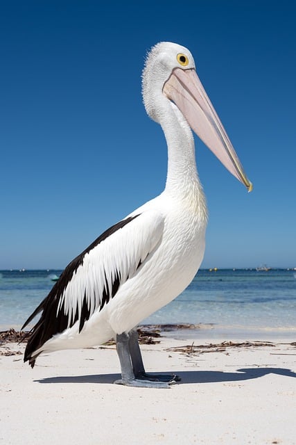 Descargue gratis la imagen gratuita del pájaro pelícano australiano para editar con el editor de imágenes en línea gratuito GIMP