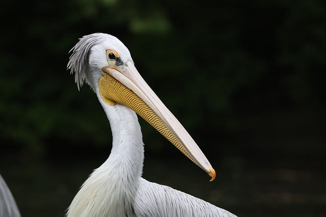 Free download pelican bird animal free picture to be edited with GIMP free online image editor