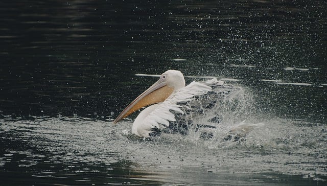 Free download pelican bird animal water bird free picture to be edited with GIMP free online image editor