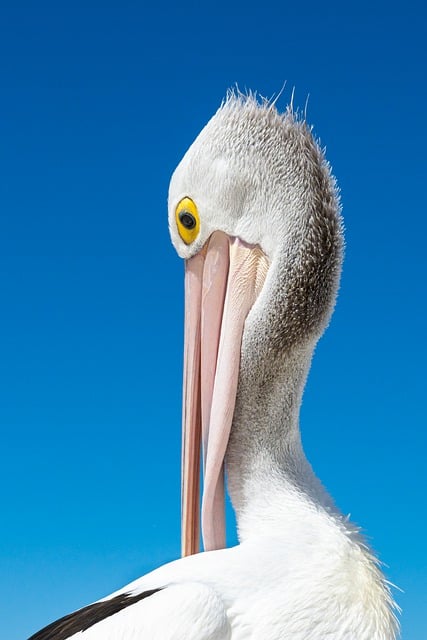Free download pelican bird australian pelican free picture to be edited with GIMP free online image editor