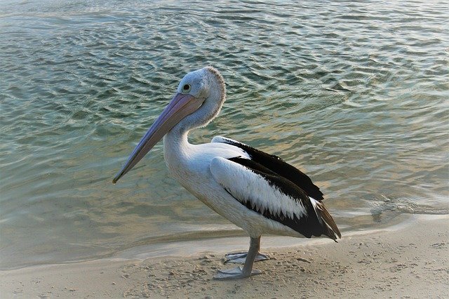 Free download Pelican Bird Beach -  free photo or picture to be edited with GIMP online image editor