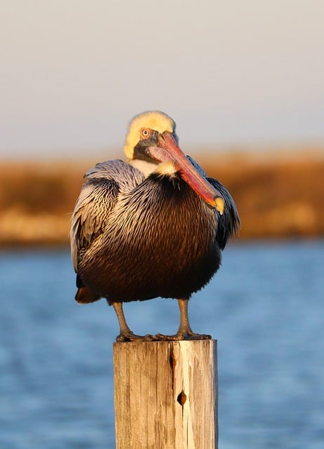 Free download pelican bird coast waterway free picture to be edited with GIMP free online image editor