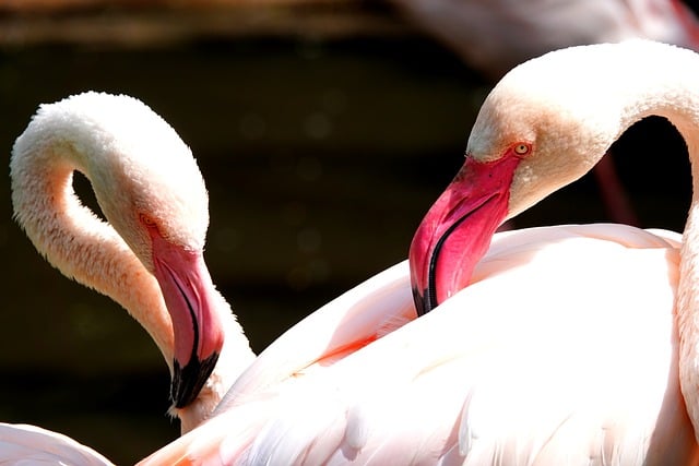Free download pelican bird duo partners clean free picture to be edited with GIMP free online image editor
