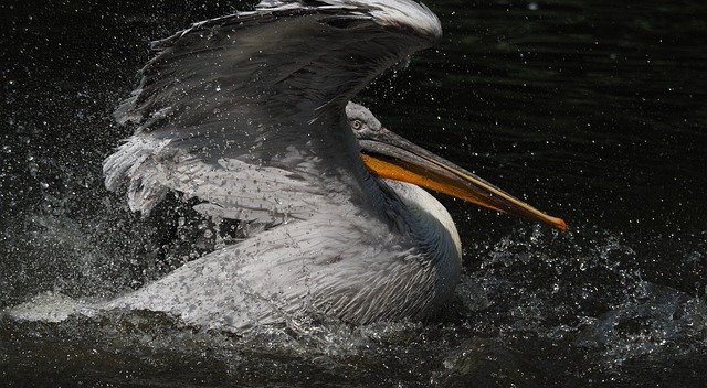 Descărcare gratuită Pelican Bird Feather - fotografie sau imagini gratuite pentru a fi editate cu editorul de imagini online GIMP