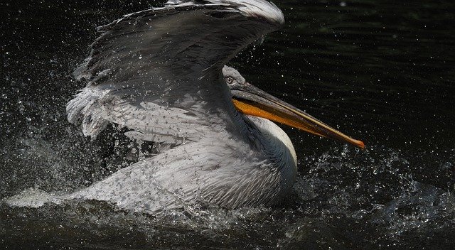 ペリカン鳥の羽を無料でダウンロード-GIMPオンラインイメージエディターで編集できる無料の写真または画像