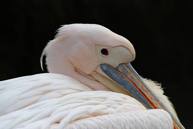 Free download pelican bird feathers beak view free picture to be edited with GIMP free online image editor