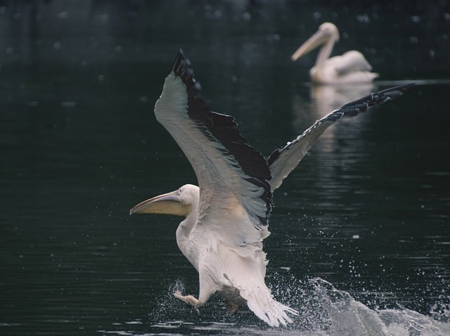 Free download pelican bird flying lake animal free picture to be edited with GIMP free online image editor