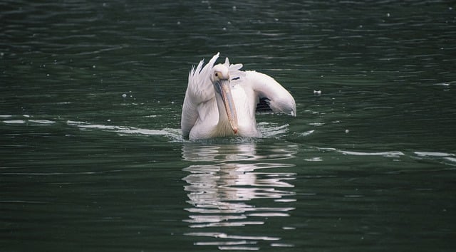 Free download pelican bird lake animal free picture to be edited with GIMP free online image editor