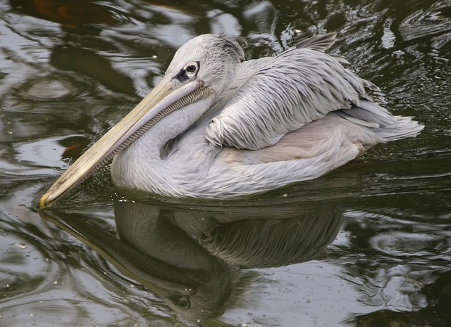 Free download pelican bird lake pond ornithology free picture to be edited with GIMP free online image editor