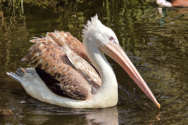 Free download pelican bird lake water bird free picture to be edited with GIMP free online image editor