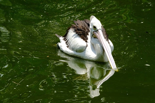 Free download pelican bird lake wild animal free picture to be edited with GIMP free online image editor